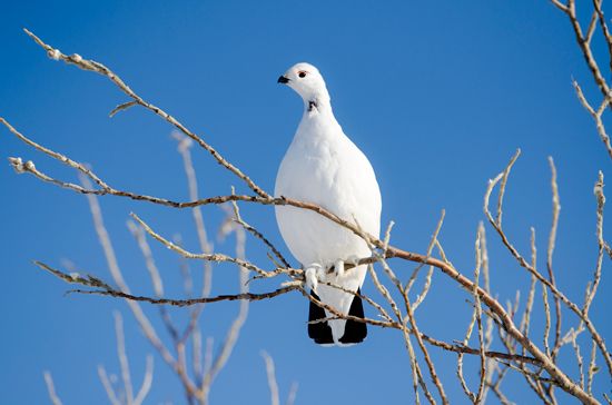 Ptarmigan
