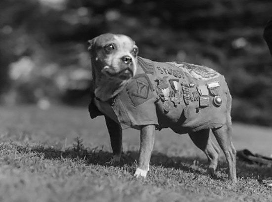 fortune tiger plataforma pagante - Sergeant Stubby at your service